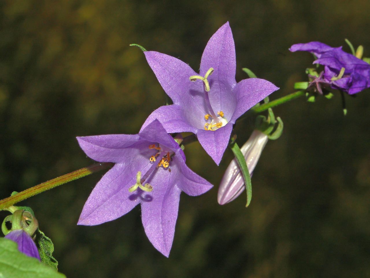 Campanula rapunculoides